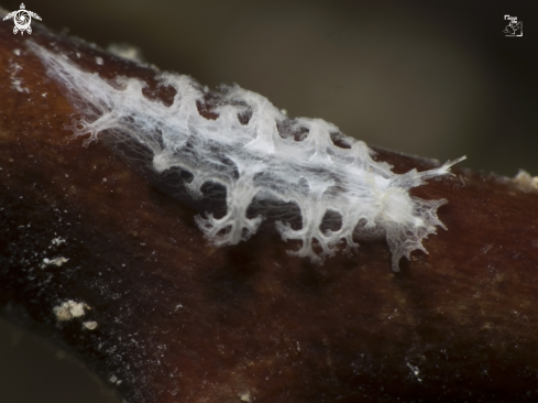 A Tritoniopsis frydis | Tufted Nudibranch