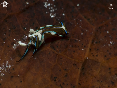 A Chelidonura hirundinina | Leech Aglaja