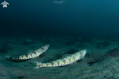 A Lizardfish