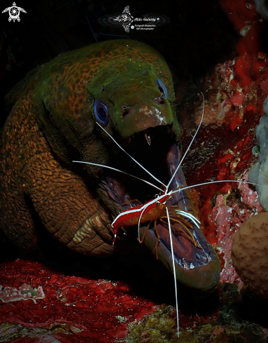 A Gymnothorax javanicus (Bleeker, 1859) - Lysmata amboinensis (de Man, 1888 [in de Man, 1887-1888]) | Moray Eel