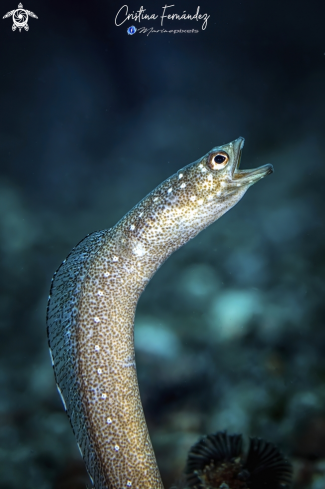 A Garden eel