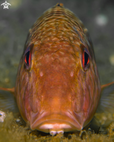 A Red Mullet