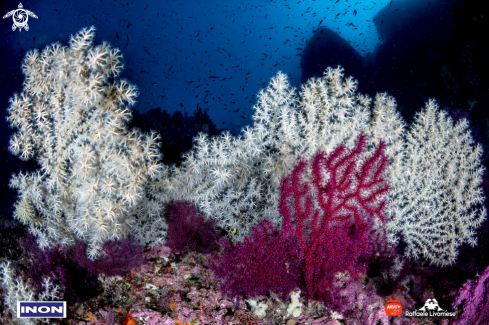 A Medsea softcorals