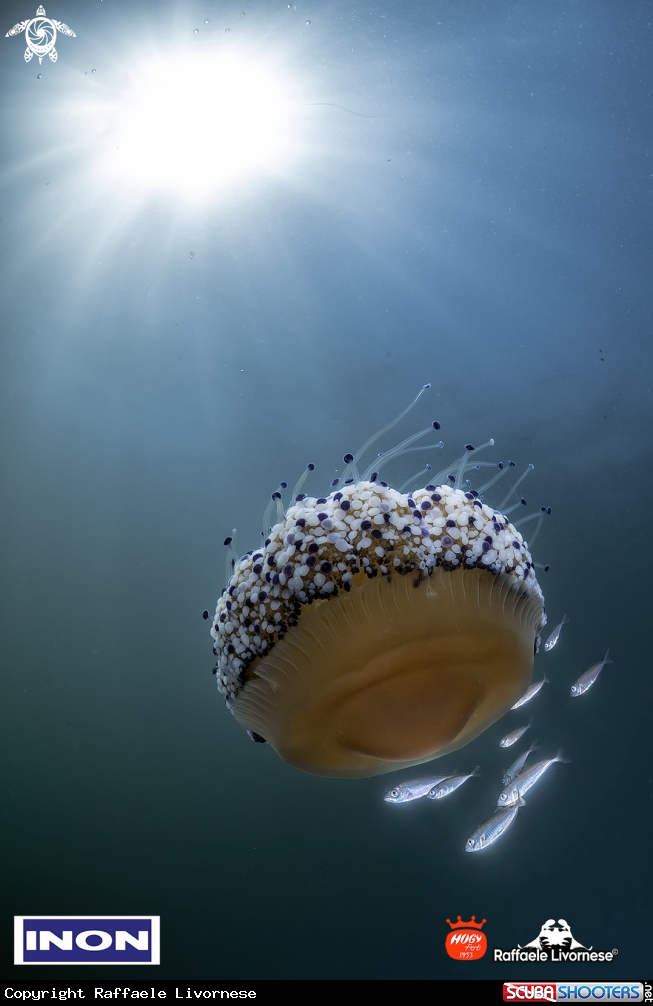 A Cassiopea Jellyfish