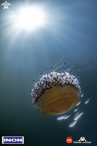 A Cotylorhiza tubercolata | Cassiopea Jellyfish