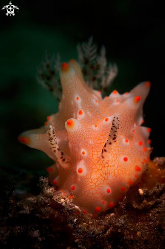 A NUDIBRANCH