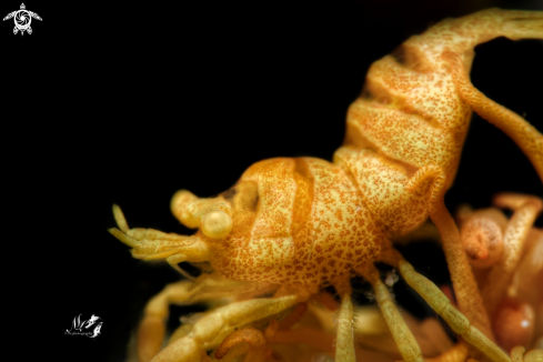 A Anker's whip coral Shrimp 