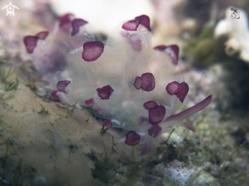 A Harlequin Glass Slug