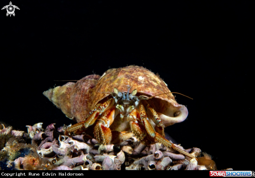 A Hermt crab