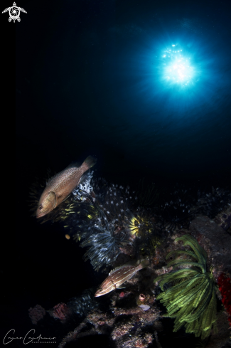 A Epinephelus analogus | Epinephelus analogus