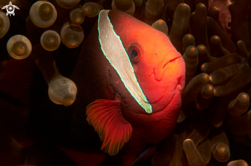 A Amphiprion frenatus | FISH