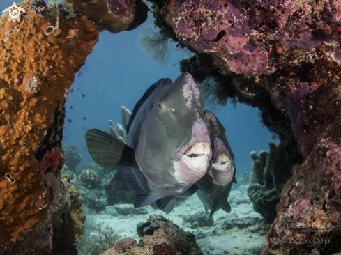 A Parrot fish