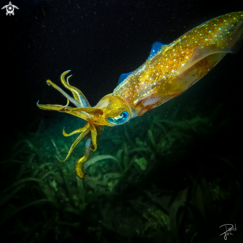 A Bigfin reef squid