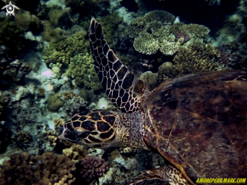 A Eretmochelys imbricata