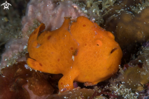 A Juvenile frog fish.