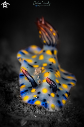 A Nudibranch