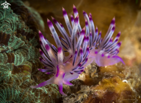 A Flabellina | Nudibranch