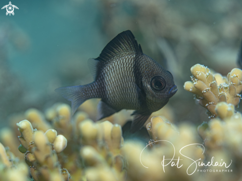 A reticulated damselfish