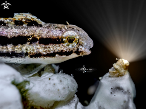 A Blenny 