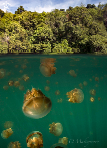 A Jellyfish lake 