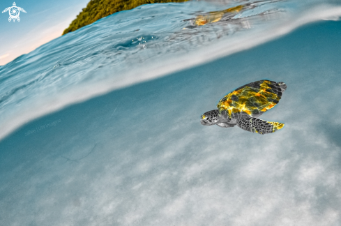 A Green Turtle 