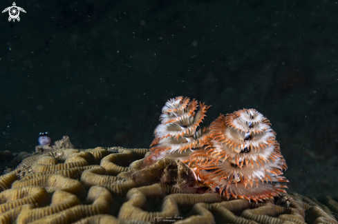 A Spirobranchus giganteus | Christmastree worm