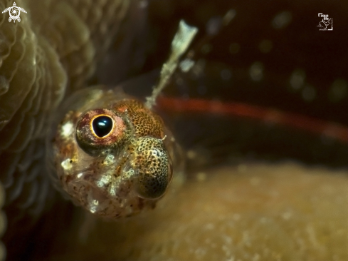 A Flagfin Glass Blenny