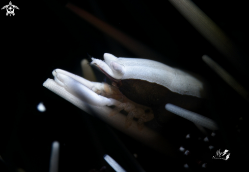 A Gnathophylloides mineri   | Squat Urchin Shrimp 