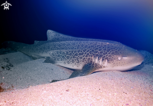 A Zebra Shark