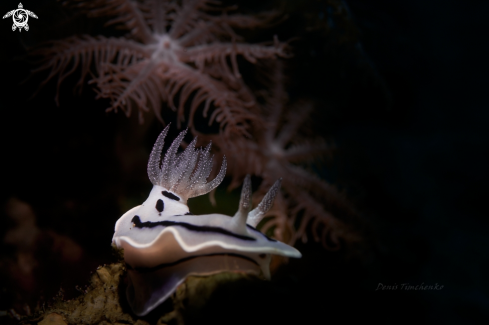 A NUDIBRANCH