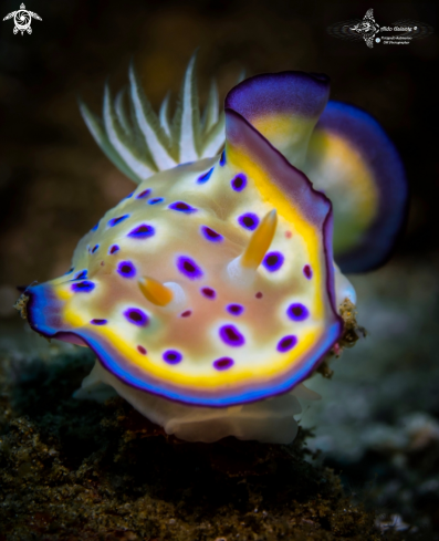 A Goniobranchus Nudibranch