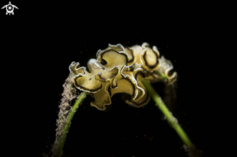 A Marine Flatworm