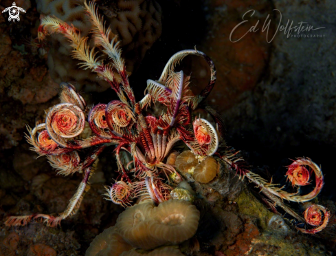 A Lamprometra klunzingeri | Klunzinger's Crinoid