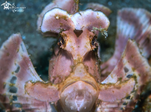 A Rhinopias eschmeyeri (Condé, 1977) | Rose Rhinopias