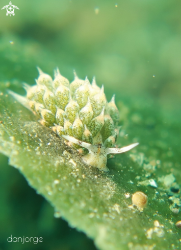 A Sheep Nudibranch