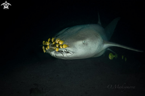 A School of Juveniles bright yellow with dark bars Golden Trevally (Gnathanodon speciosus) accompany Tawny nurse shark (Nebrius ferrugineus)