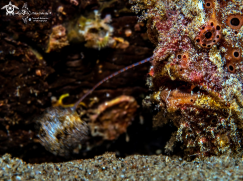 A Frogfish