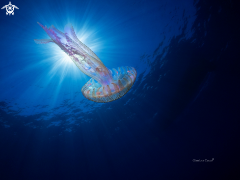 A Pelagia noctiluca |  purple-striped jelly