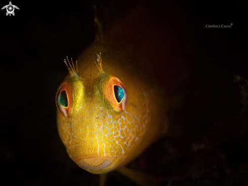 A Parablennius pilicornis | ringneck blenny, Bavosa africana (Parablennius pilicornis)