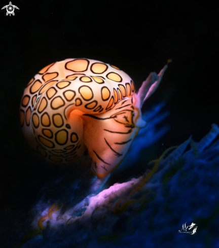 A Flamingo Tongue 