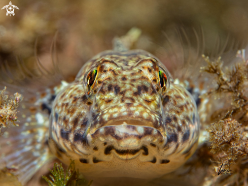 A Anemone Goby