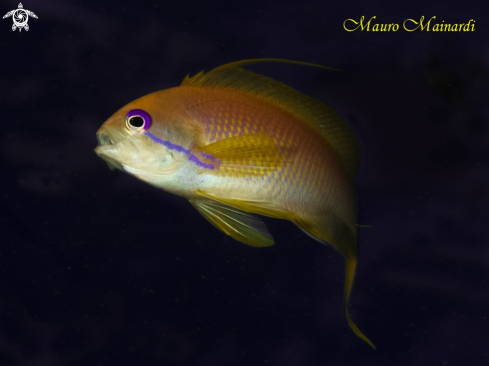 A Anthias 