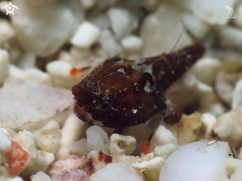 A Ogcocephalus nasutus | Shortnose Batfish