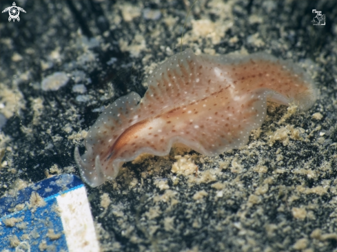 A Eurylepta aurantiaca | Pinkstreak Flatworm