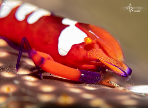 A Zenopontonia rex (Kemp, 1922)  | Emperor Shrimp