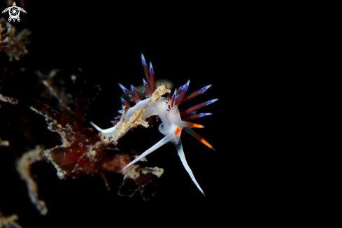 A Cratena peregrina nudibranch