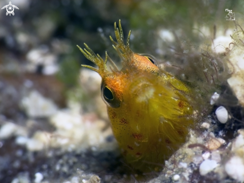 A Acanthemblemaria aspera | Roughhead Blenny