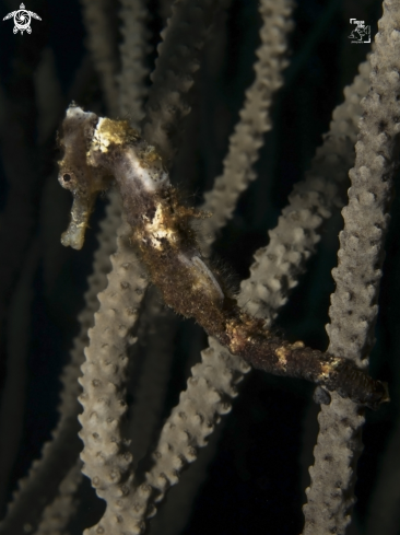 A Hippocampus reidi | Longsnout Seahorse