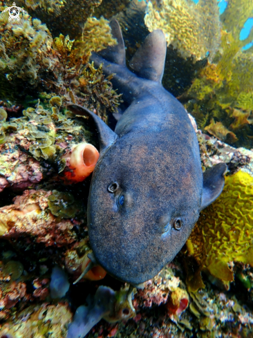 A Blind shark