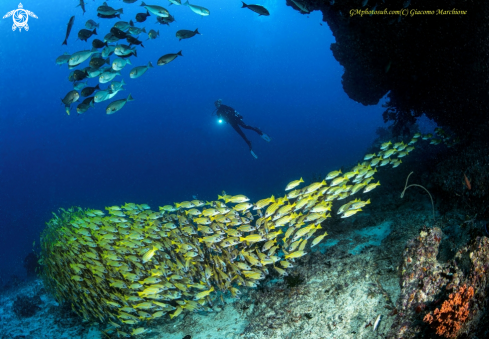 A Blu striper fishes | Lutianidi